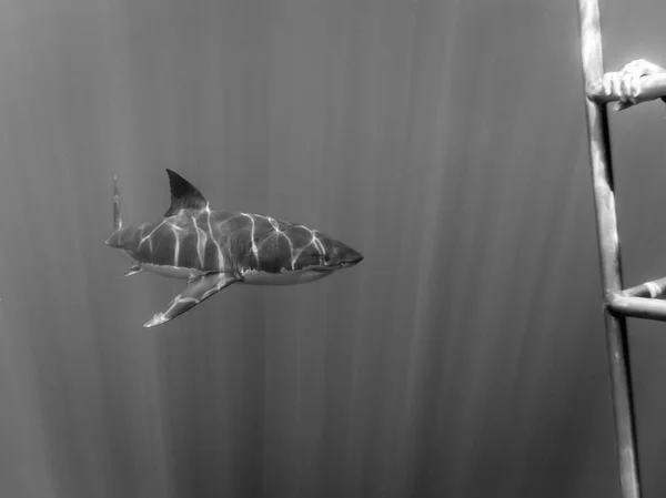 Grande cage de requin blanc plongée sous les rayons du soleil — Photo