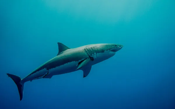 Etiquetado gran tiburón blanco en el océano azul — Foto de Stock