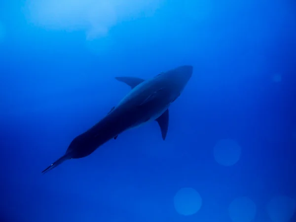 Grande tubarão branco do topo no oceano azul — Fotografia de Stock