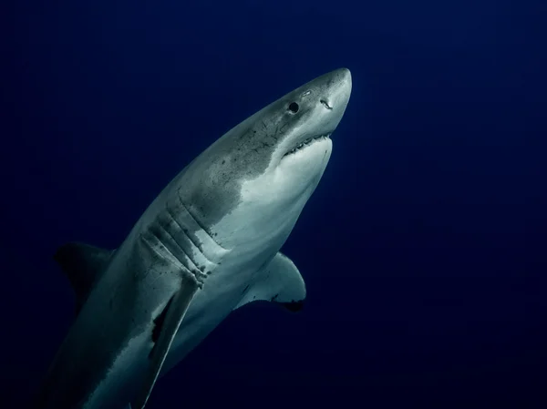 Grande tubarão branco de perto — Fotografia de Stock