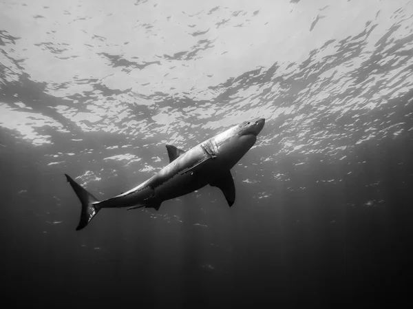 Büyük beyaz köpekbalığı Pasifik Okyanusu yüzeye çıkma — Stok fotoğraf