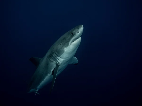 Gran tiburón blanco emergiendo de las profundidades del Océano Pacífico —  Fotos de Stock