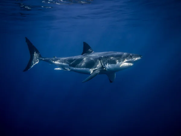 Etiquetado gran tiburón blanco en el océano azul — Foto de Stock