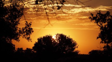 Günbatımı çalıların arasında