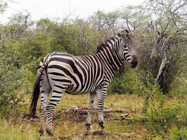 Zebra in the savanna looking — Stock Photo, Image