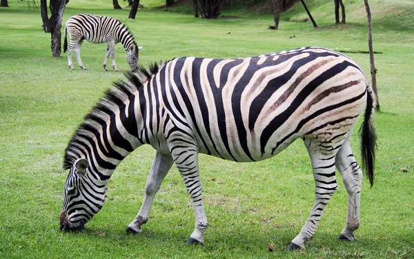 Afrikaanse Zebra's grazen — Stockfoto