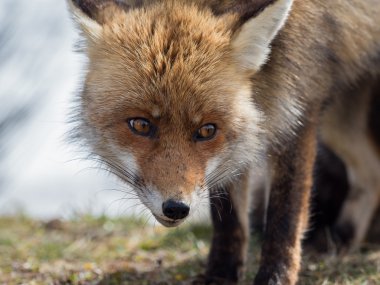 Kızıl Tilki (Vulpes vulpes) yakın çekim portre