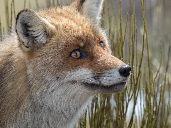 Red fox (Vulpes vulpes) close-up portrait — Stock Photo, Image