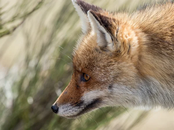 Vörös róka (Vulpes vulpes) közeli portré — Stock Fotó
