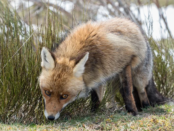 Red fox (Vulpes vulpes) looking askance at — Stock Photo, Image