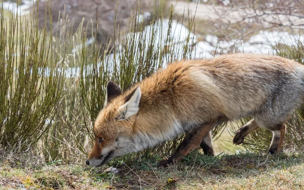 Lindo zorro rojo (Vulpes vulpes) seguimiento — Foto de Stock
