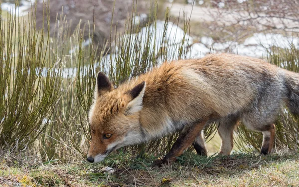 Lindo zorro rojo (Vulpes vulpes) seguimiento —  Fotos de Stock