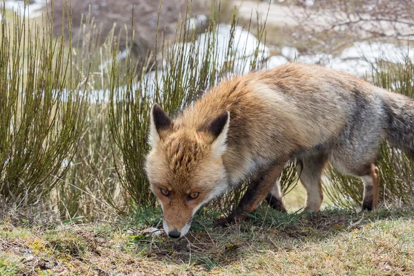 Rastreamento bonito raposa vermelha (Vulpes vulpes) — Fotografia de Stock