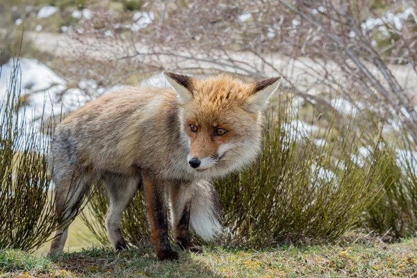 Bonito y peludo zorro rojo (Vulpes vulpes) con ojos grandes — Foto de Stock