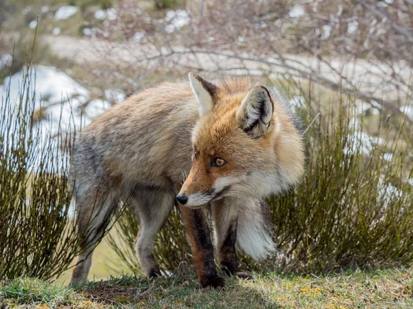 Raposa vermelha fofa e peluda (Vulpes vulpes) com olhos grandes — Fotografia de Stock