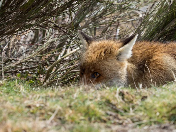 Tricky red fox (Vulpes vulpes) stalking and ready to ambush — Stock Photo, Image