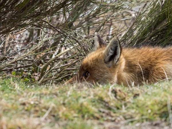 Tricky red fox (Vulpes vulpes) stalking and ready to ambush — Stock Photo, Image