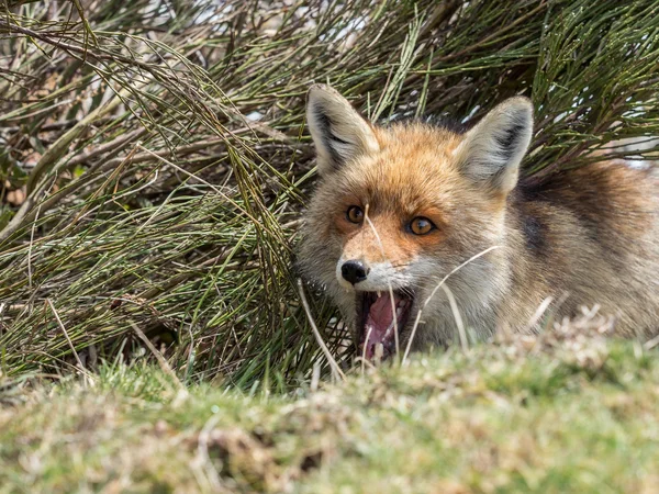 Red fox (Vulpes vulpes) hidden — Stock Photo, Image