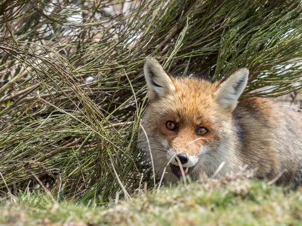 Rotfuchs (vulpes vulpes) versteckt — Stockfoto