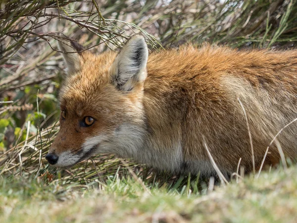 Красная лиса (Vulpes vulpes) спрятана — стоковое фото