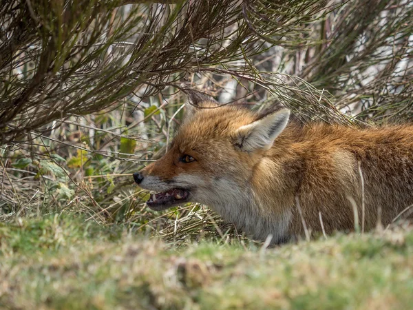 Vörös róka (Vulpes vulpes) rágás — Stock Fotó