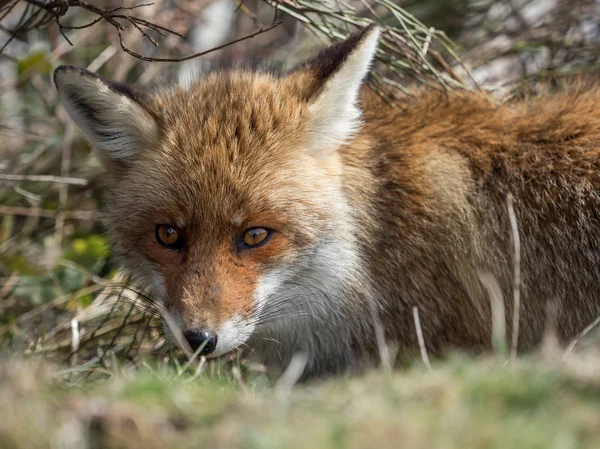 Rotfuchs (vulpes vulpes) versteckt — Stockfoto