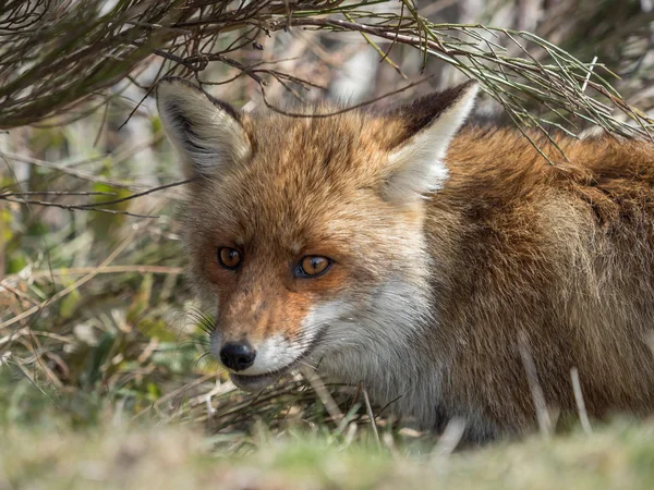 Красная лиса (Vulpes vulpes) спрятана — стоковое фото