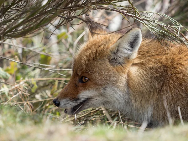 Rotfuchs (vulpes vulpes) versteckt — Stockfoto