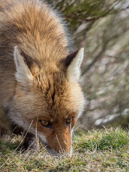 Red fox (Vulpes vulpes) tracking and sniffing — Stock Photo, Image