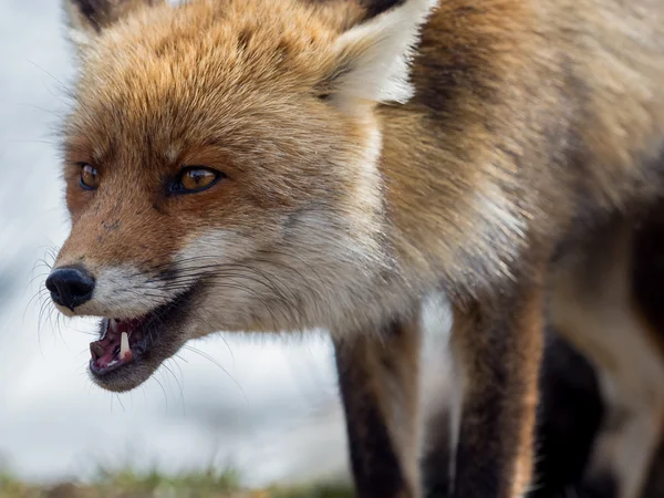 Vörös róka (Vulpes vulpes) közeli portré — Stock Fotó