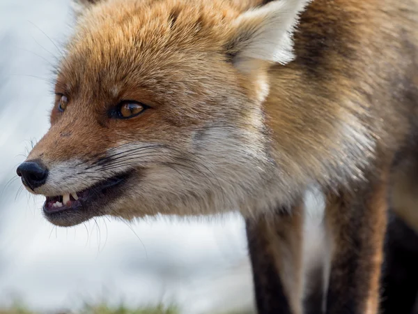 Close-up πορτρέτο Κόκκινη αλεπού (Vulpes vulpes) — Φωτογραφία Αρχείου