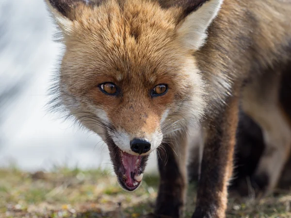 Vörös róka (Vulpes vulpes) közeli portré — Stock Fotó