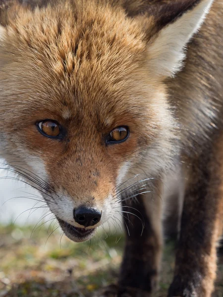 Vörös róka (Vulpes vulpes) közeli portré — Stock Fotó