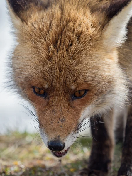 Vörös róka (Vulpes vulpes) közeli portré — Stock Fotó