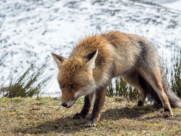 Lindo zorro rojo (Vulpes vulpes) listo para cazar —  Fotos de Stock