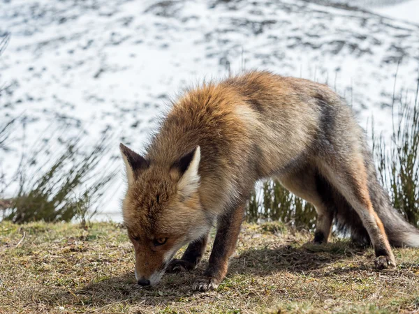 Sevimli Kırmızı tilki (Vulpes vulpes) avlamak hazır — Stok fotoğraf