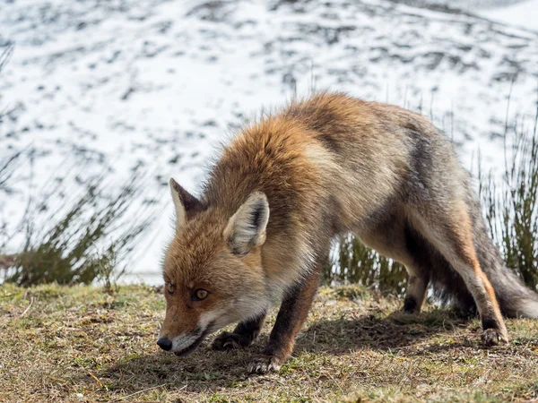 Симпатичный рыжий лис (Vulpes vulpes) готов к охоте — стоковое фото