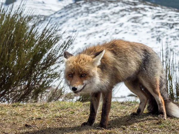 Zorro rojo complicado (Vulpes vulpes ) —  Fotos de Stock