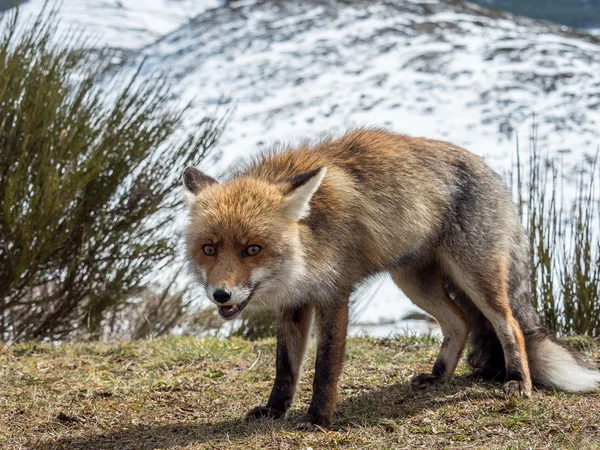 Zor Kızıl Tilki (Vulpes vulpes) — Stok fotoğraf