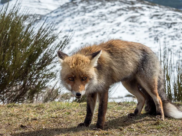Lindo zorro rojo (Vulpes vulpes —  Fotos de Stock