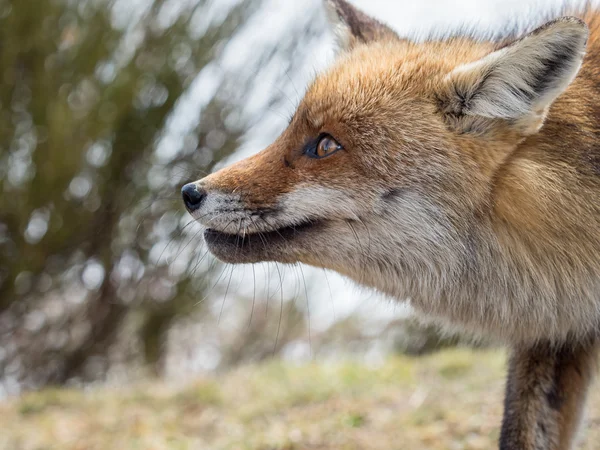 Zorro rojo (Vulpes vulpes) retrato de cerca —  Fotos de Stock