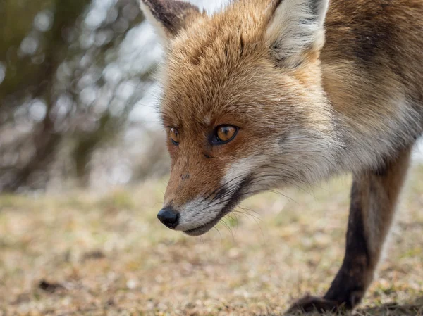 Красная лиса (Vulpes vulpes) портрет крупного плана — стоковое фото