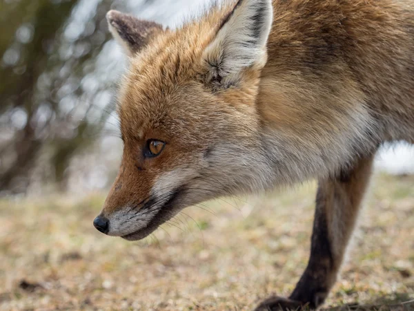 Zorro rojo (Vulpes vulpes) retrato de cerca —  Fotos de Stock