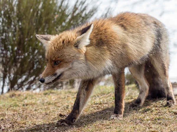 Raposa vermelha (Vulpes vulpes) close-up andando — Fotografia de Stock