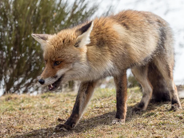 Raposa vermelha (Vulpes vulpes) close-up andando — Fotografia de Stock