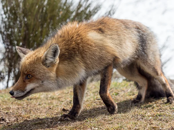 Red fox (Vulpes vulpes) close-up stalking — Stock Photo, Image