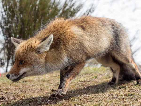 Κόκκινη αλεπού (Vulpes vulpes) γκρο πλαν καταδίωξη — Φωτογραφία Αρχείου