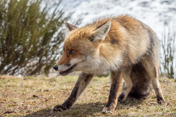 Kızıl Tilki (Vulpes vulpes) takip