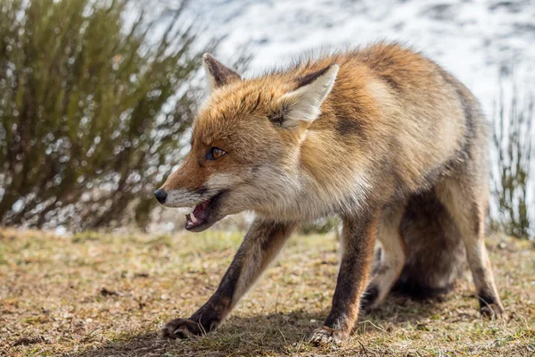 Rode vos (Vulpes vulpes) klaar om te vechten — Stockfoto