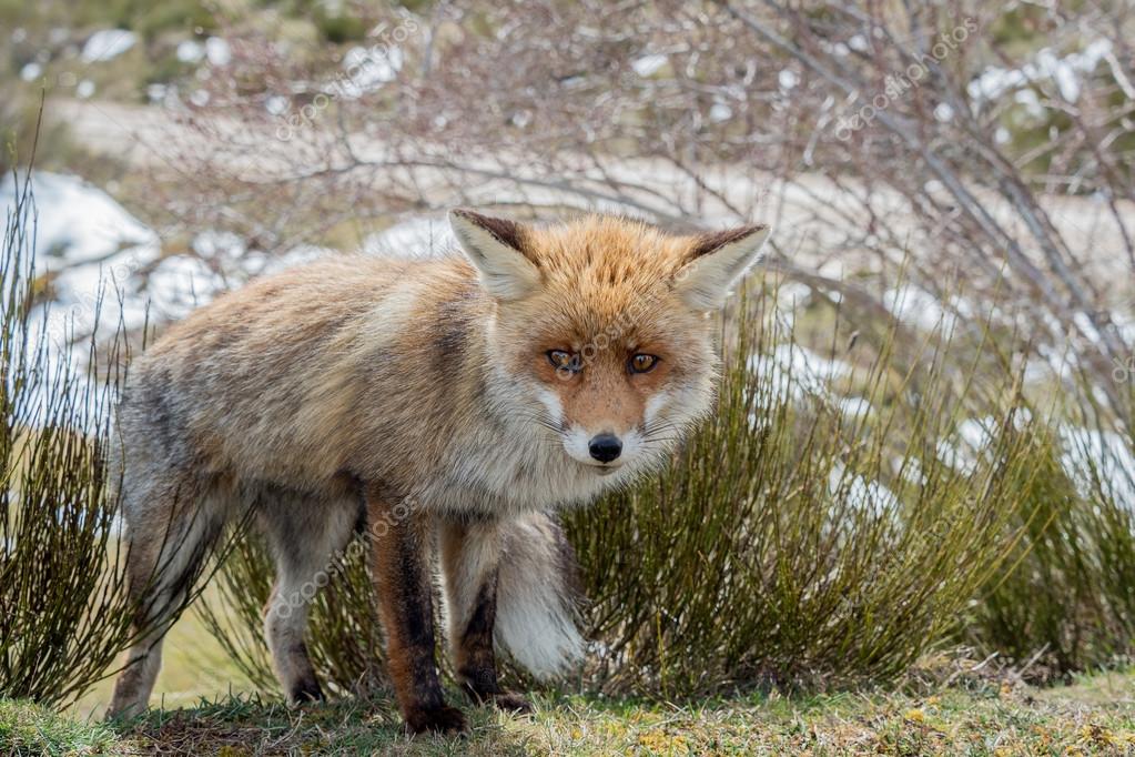 Cute and furry red fox (Vulpes vulpes) with big eyes Stock Photo by © 104992454 Cute and furry red fox (Vulpes vulpes) with big eyes Stock Photo by © 104992454